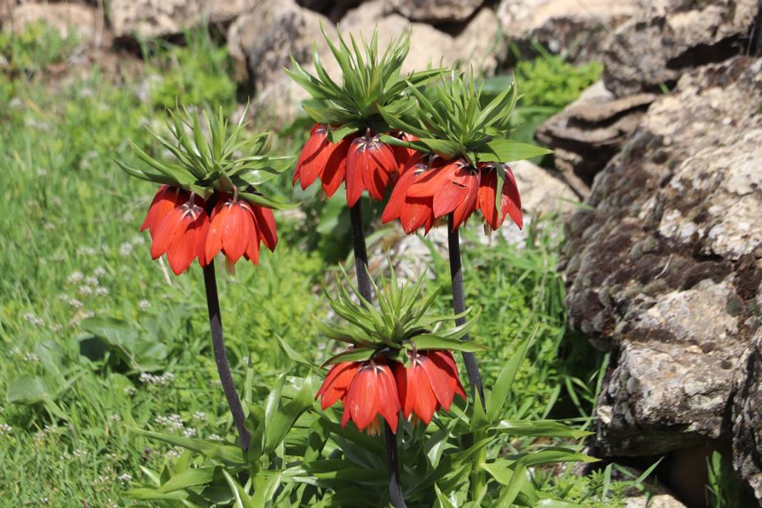 Bu insanlar neye bakıyor? Gece-gündüz nöbet tutuyorlar, ilk kez görenler şaştı kaldı! 8